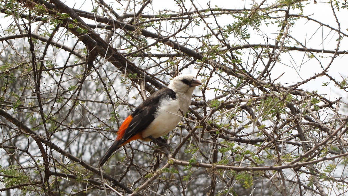 White-headed Buffalo-Weaver - ML275667781