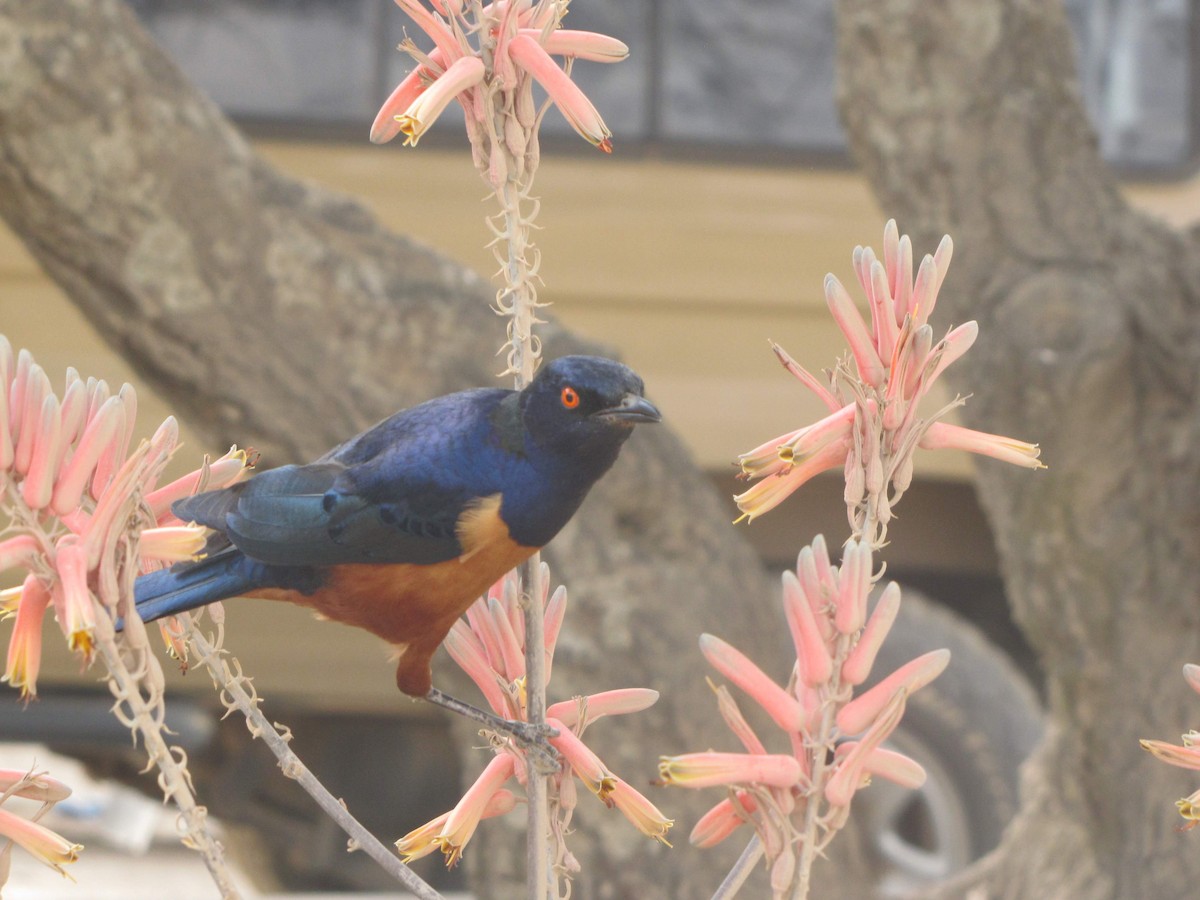 Hildebrandt's Starling - ML275667791