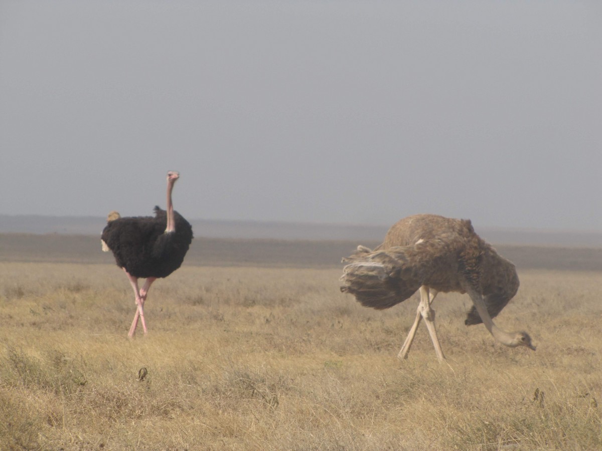 Common Ostrich - ML275667921