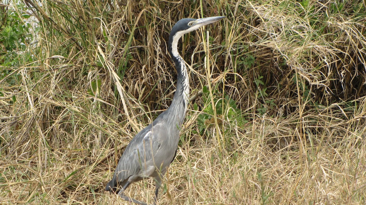Black-headed Heron - ML275668011