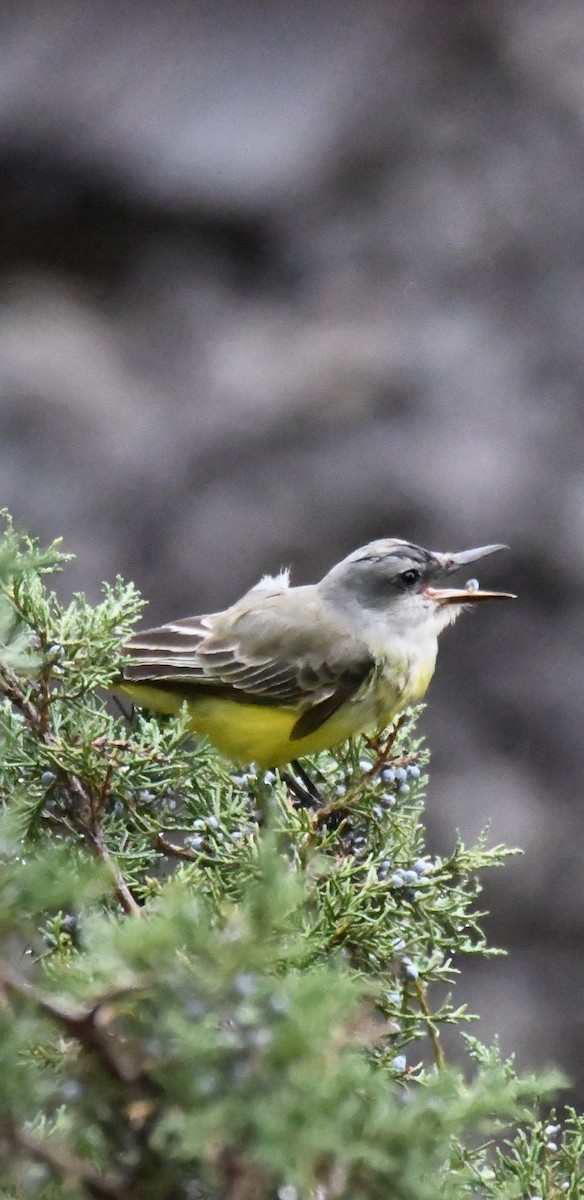 Tropical Kingbird - ML275668361