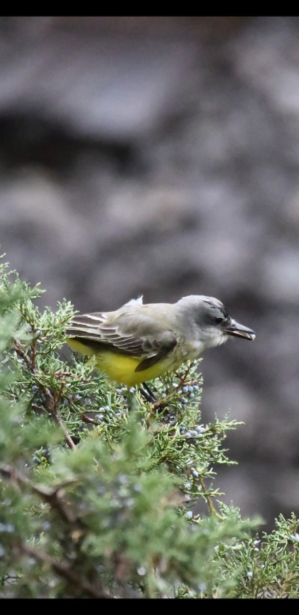 Tropical Kingbird - ML275668401