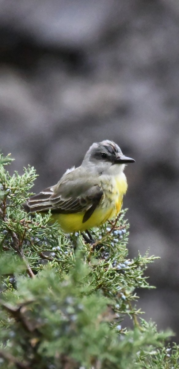 Tropical Kingbird - ML275668421