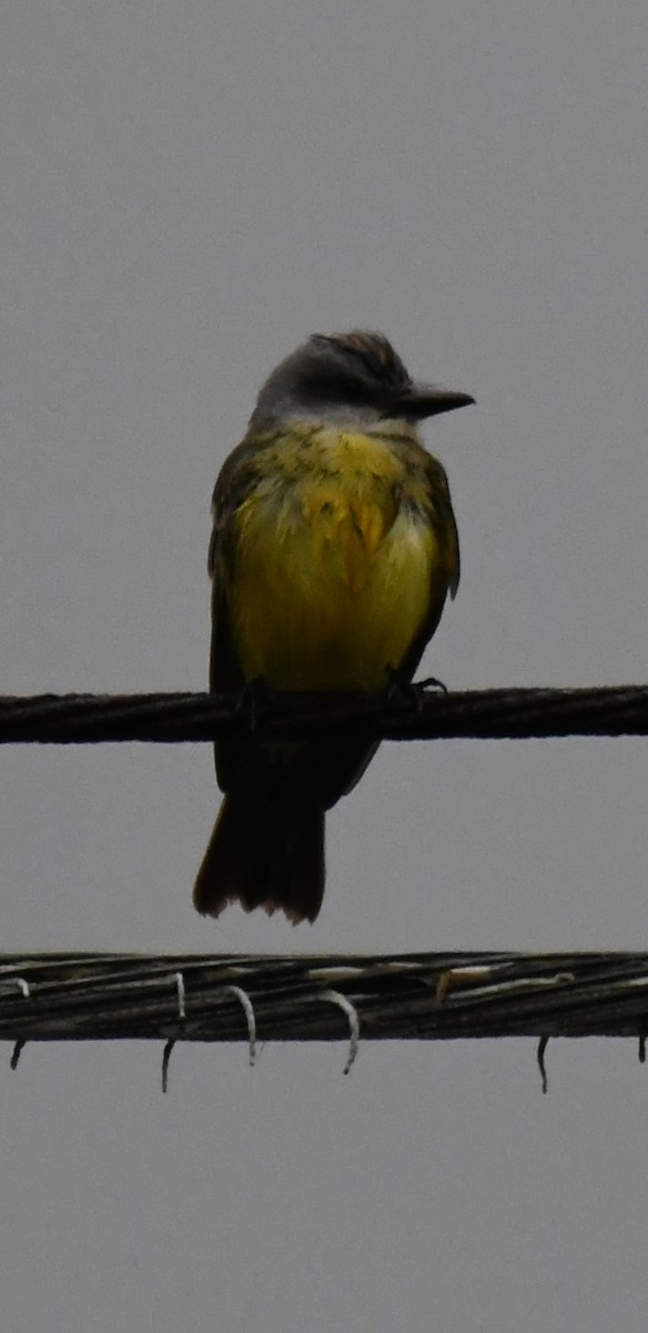 Tropical Kingbird - ML275668561