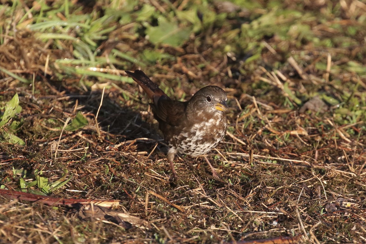 Fox Sparrow - ML275668721