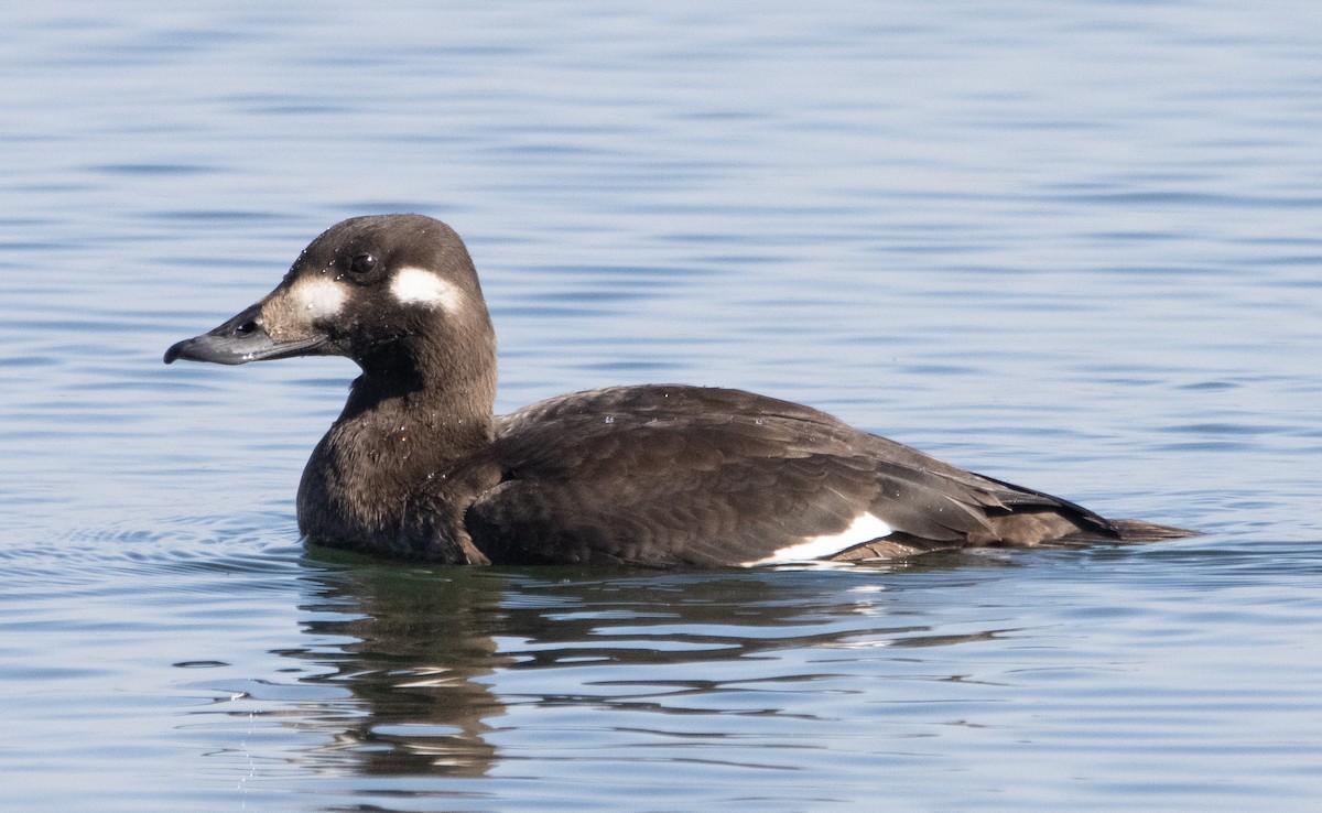 White-winged Scoter - ML275669531