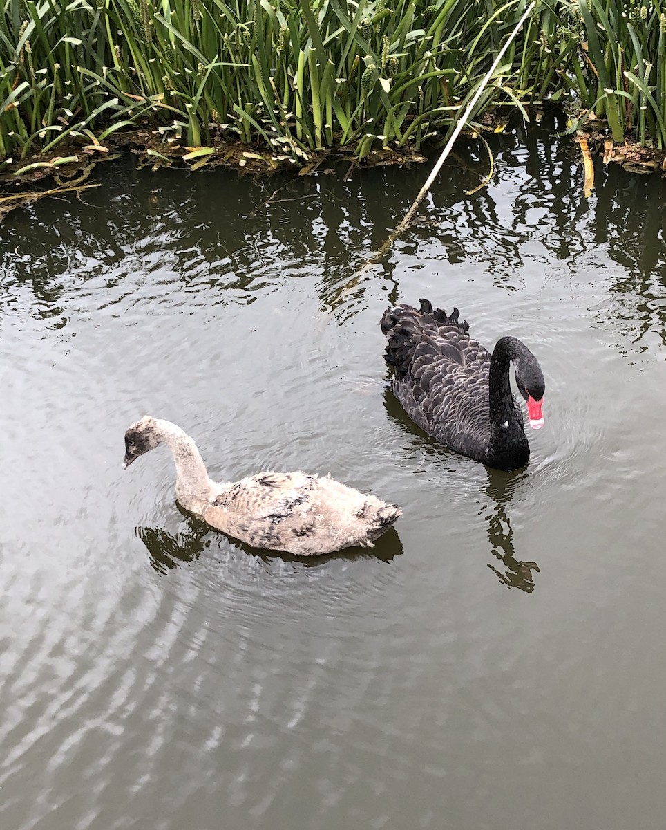 Black Swan - ML275670071