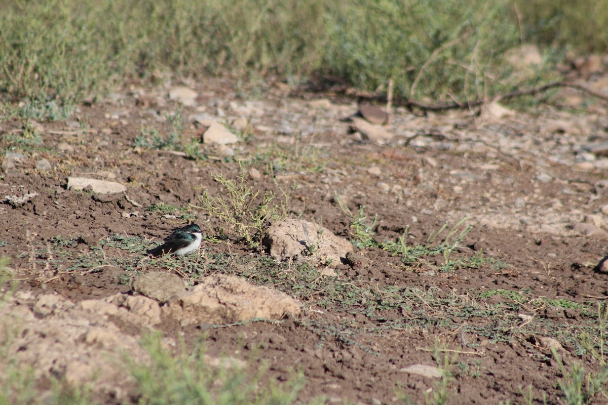 Golondrina Bicolor - ML275671131