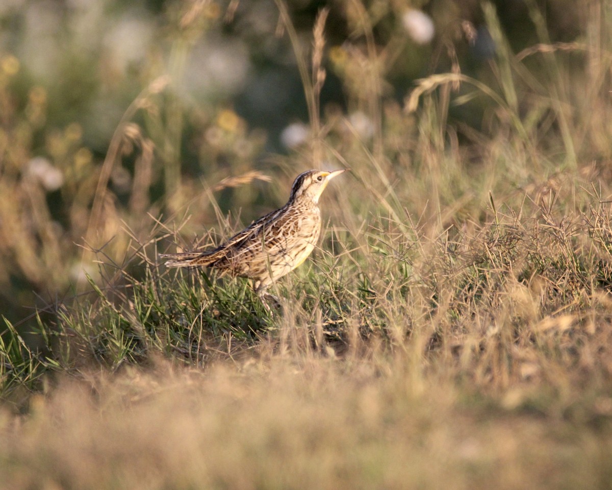 Western Meadowlark - ML275673681