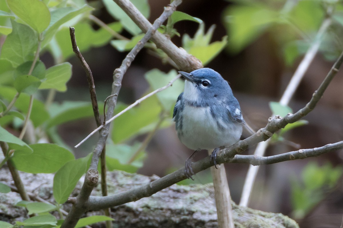 Cerulean Warbler x Northern Parula (hybrid) - Ryan Sanderson