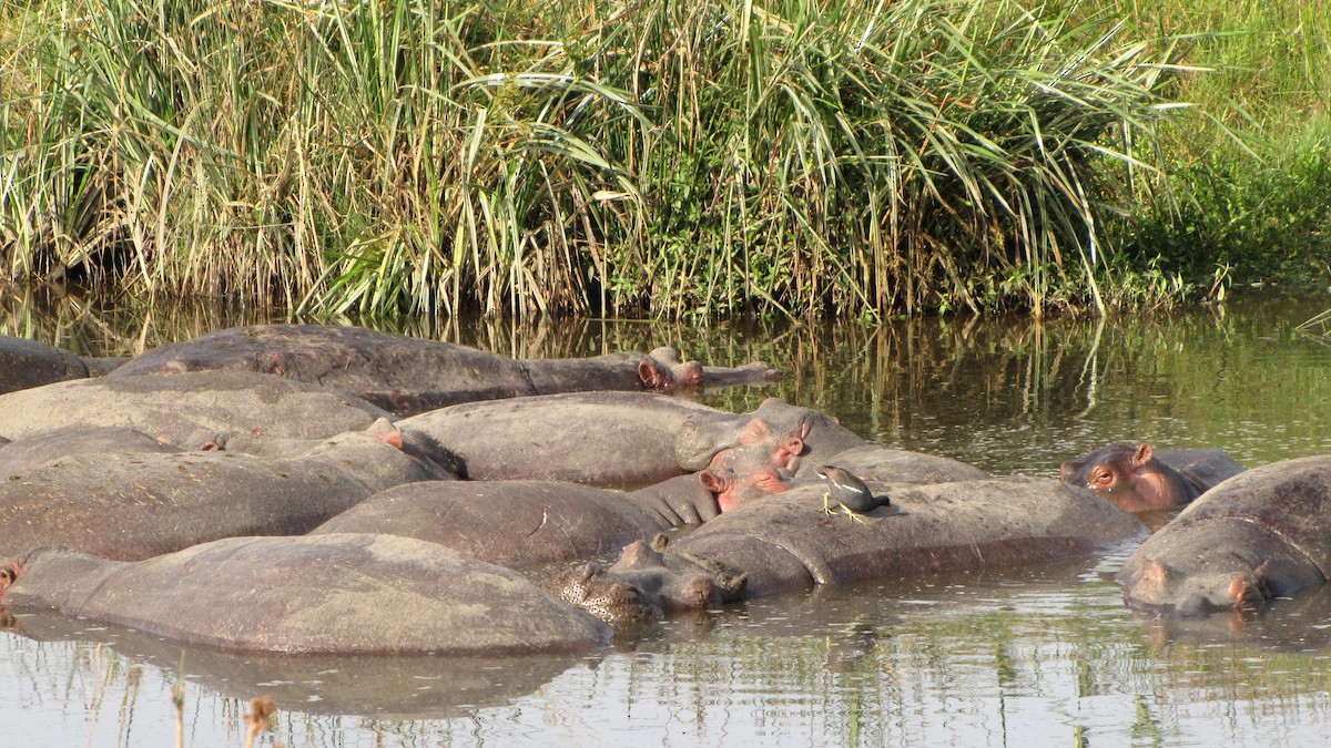 Eurasian Moorhen - ML275674811