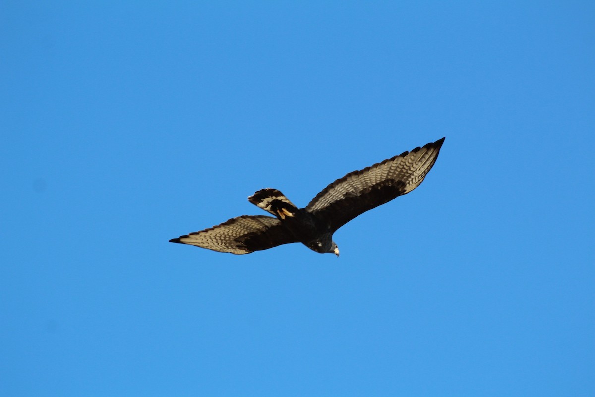 Zone-tailed Hawk - Miguel  Rosas Morales