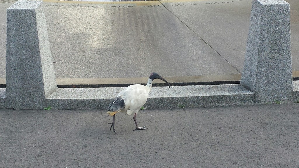 Australian Ibis - ML275677511
