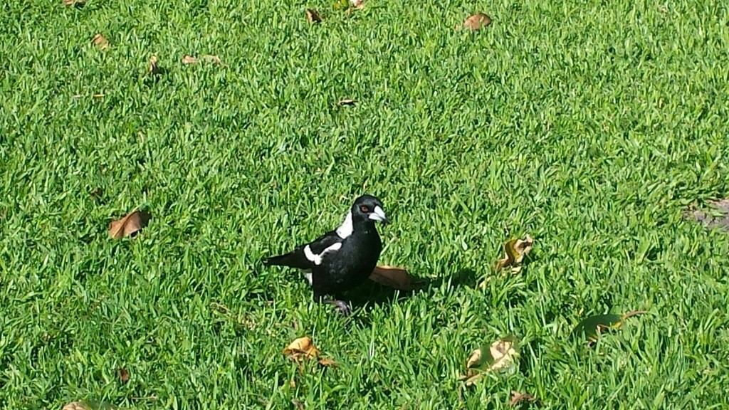 Australian Magpie - ML275678281