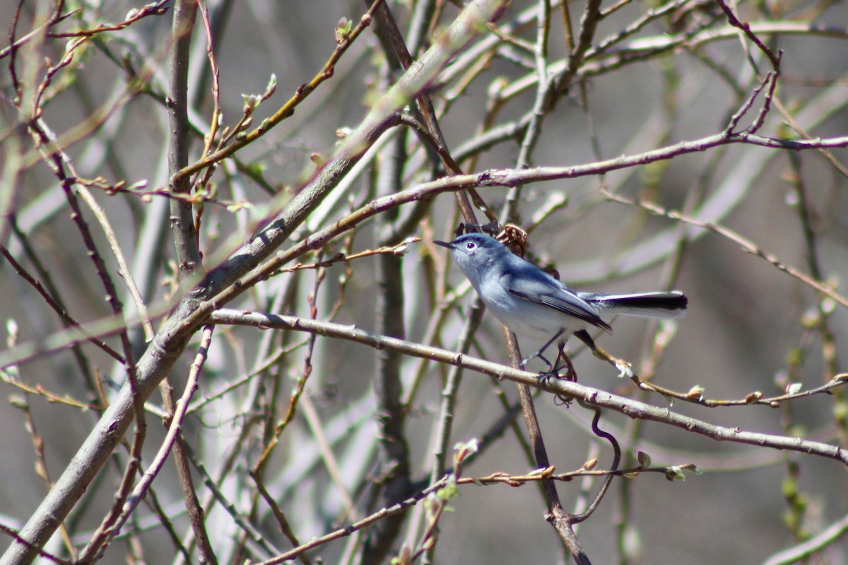 Blue-gray Gnatcatcher - ML27567831