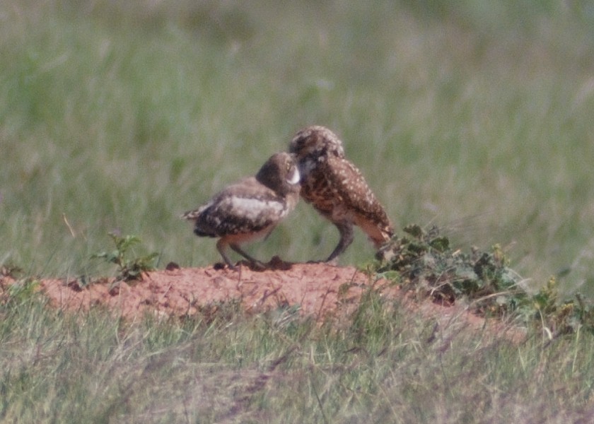 Burrowing Owl - ML275678381