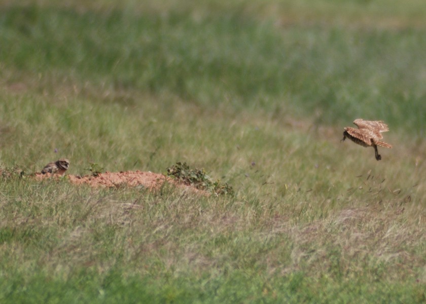 Burrowing Owl - ML275678481