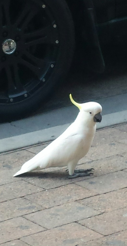 Sulphur-crested Cockatoo - ML275679061