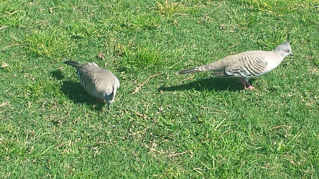 Crested Pigeon - ML275680081
