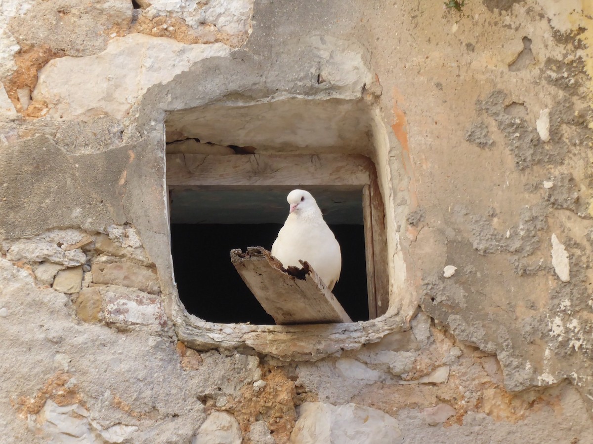 Rock Pigeon (Feral Pigeon) - ML275684571