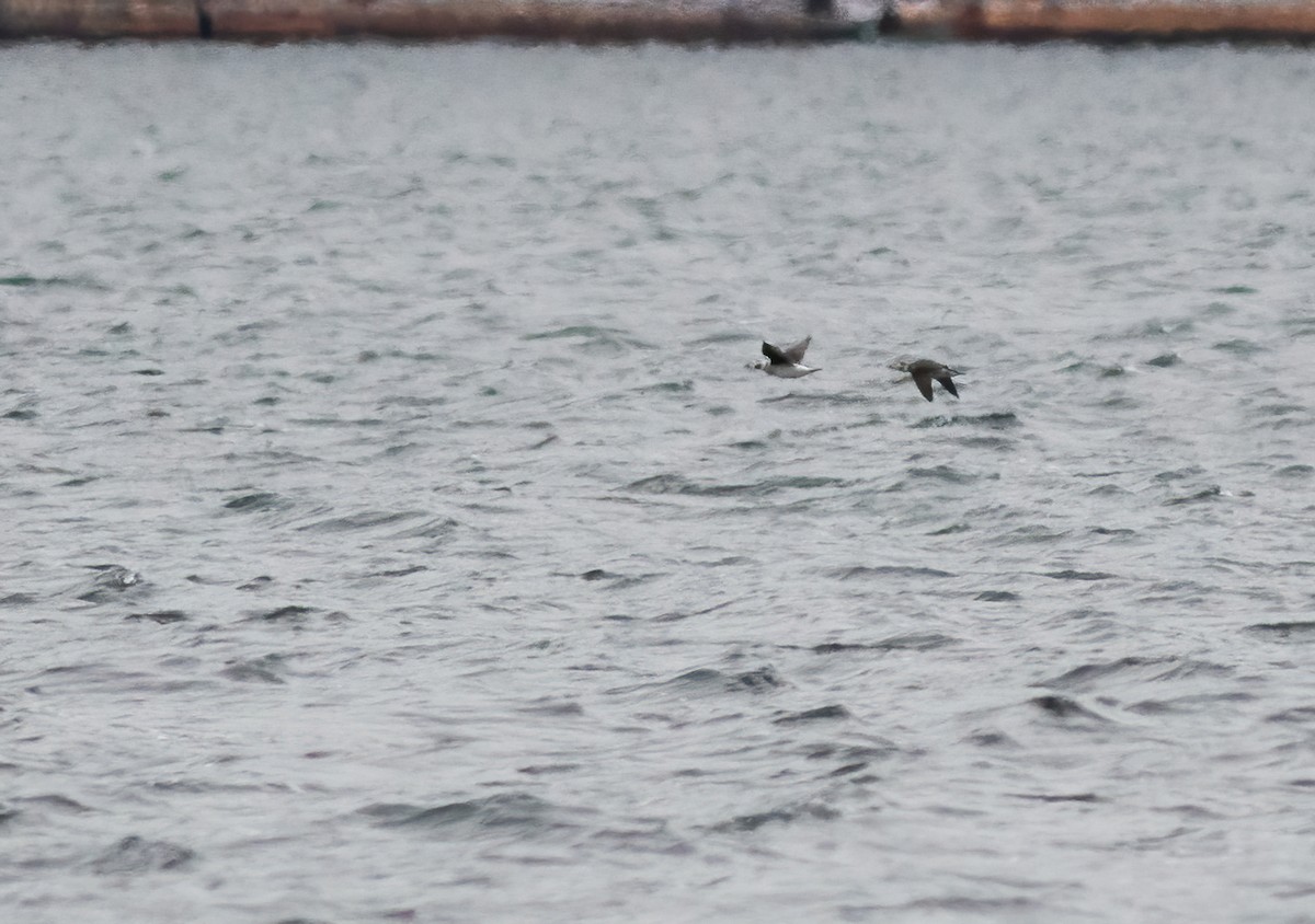 Long-tailed Duck - Joachim Bertrands