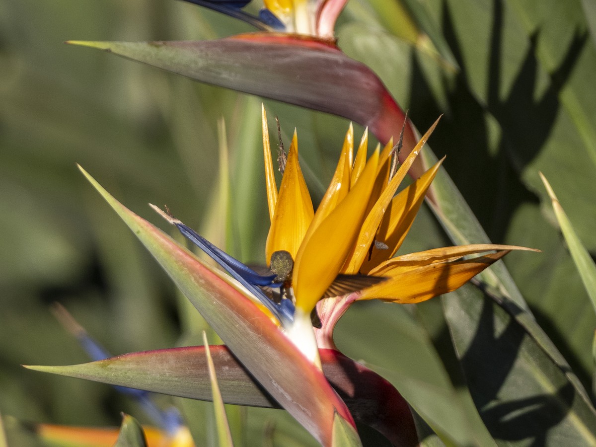 Colibrí de Allen - ML275685821