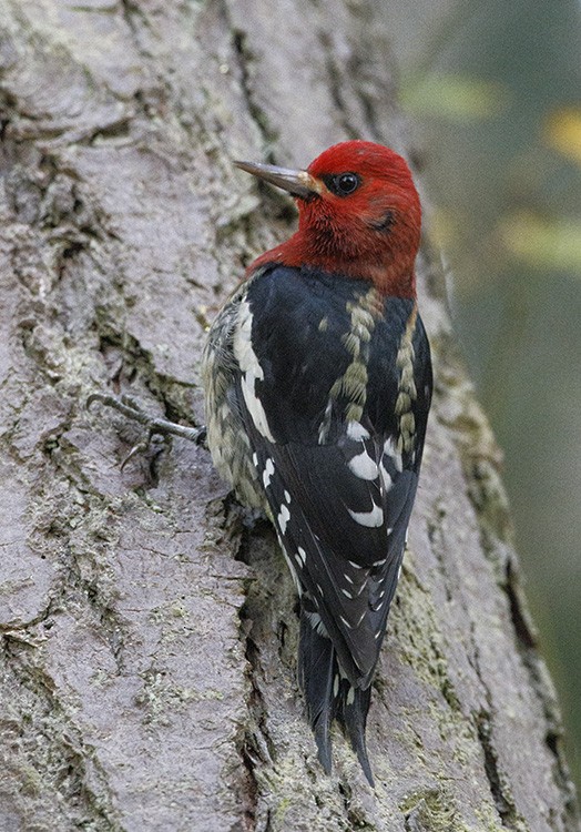 Red-breasted Sapsucker - Roger Windemuth