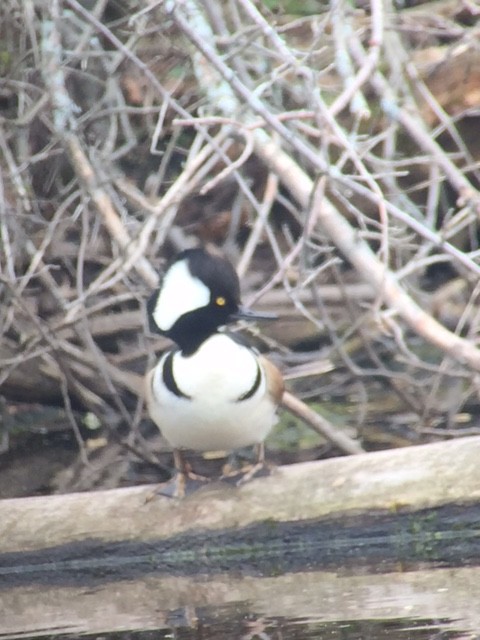 Hooded Merganser - ML27568741