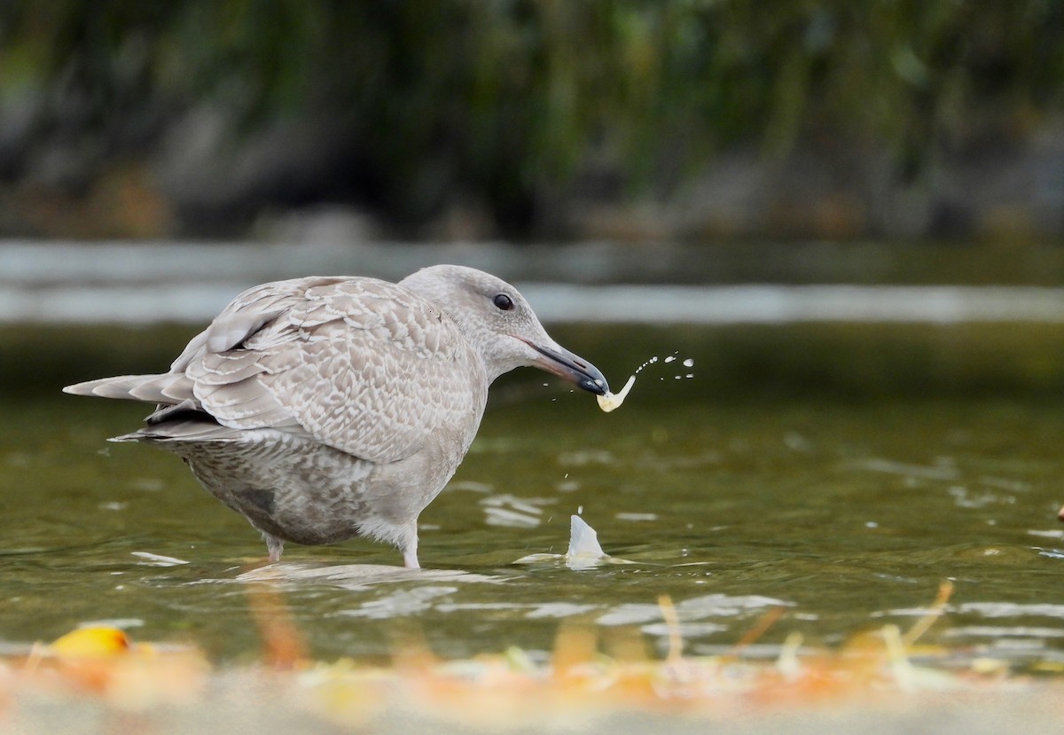 Iceland Gull (Thayer's) - Kalin Ocaña