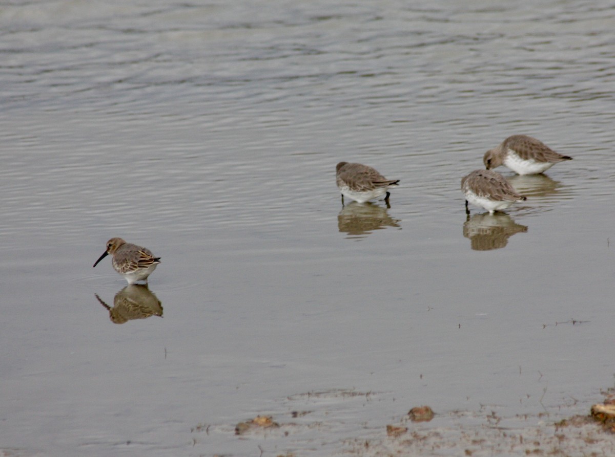 Dunlin - ML275689521