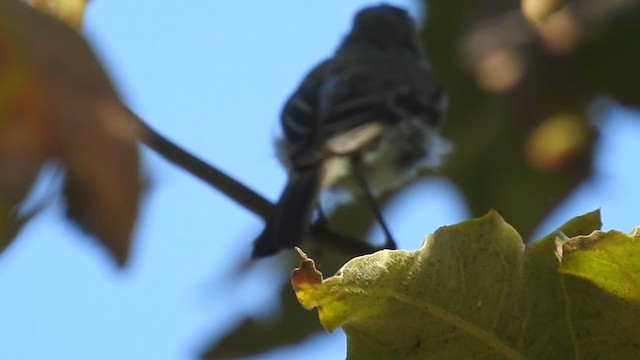 Gray Flycatcher - ML275694041