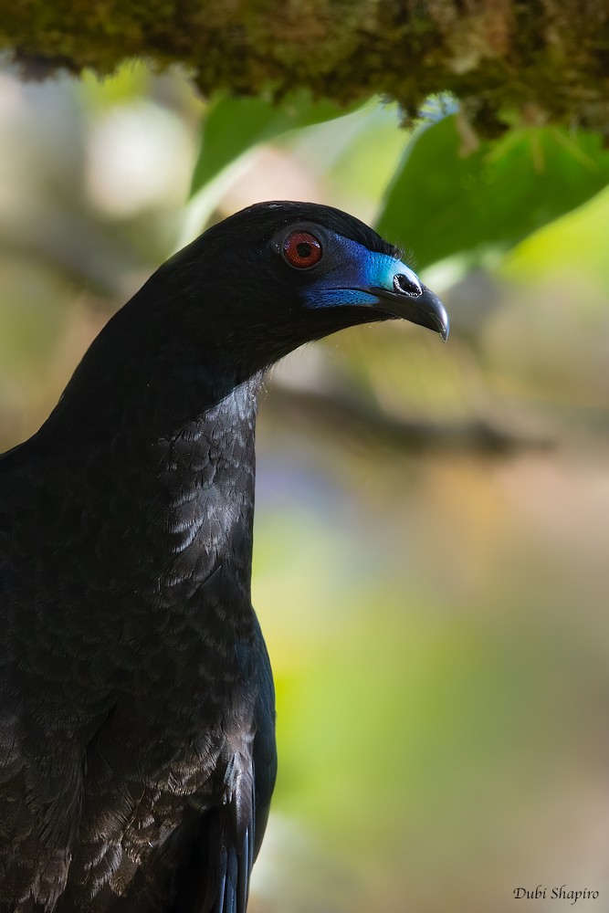 Black Guan - Dubi Shapiro