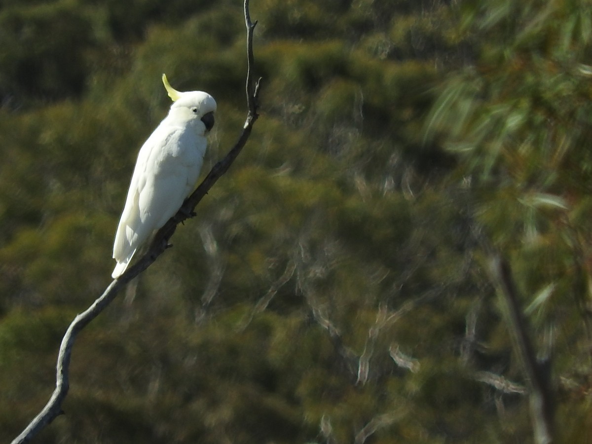 Sulphur-crested Cockatoo - ML275694731