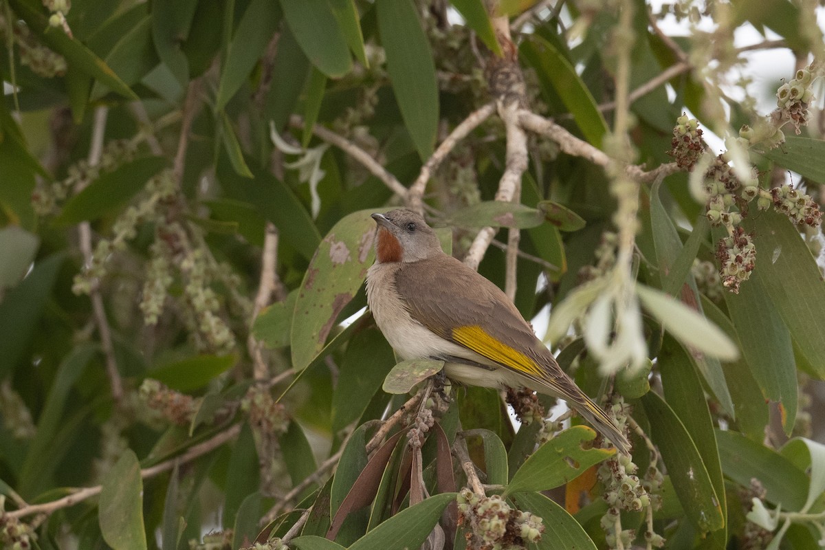 Rufous-throated Honeyeater - ML275696051