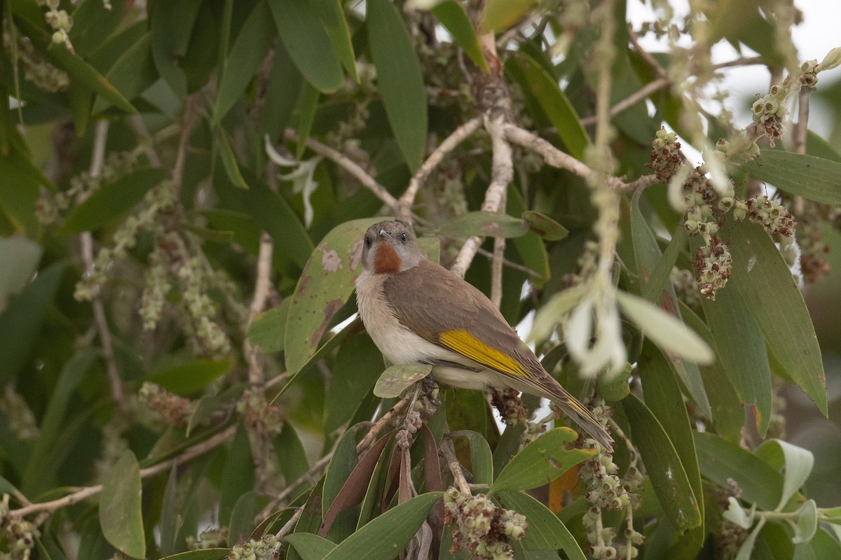 Rufous-throated Honeyeater - ML275696071