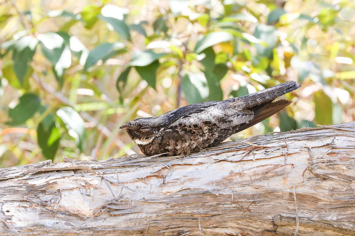 White-throated Nightjar - ML275696871