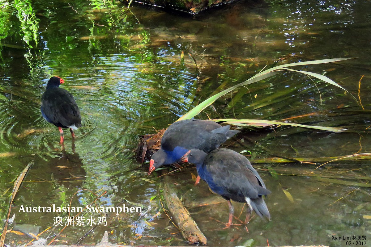 Australasian Swamphen - ML275697031