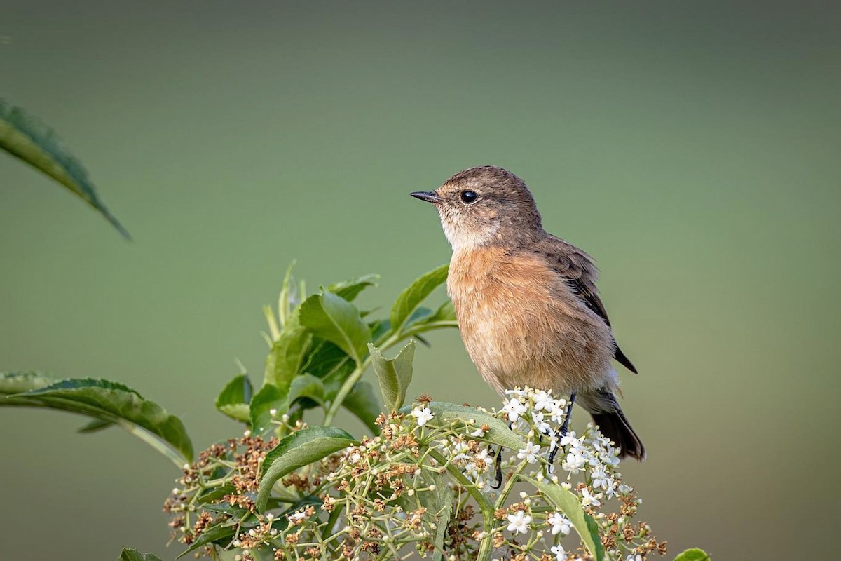 Siberian Stonechat - ML275697381