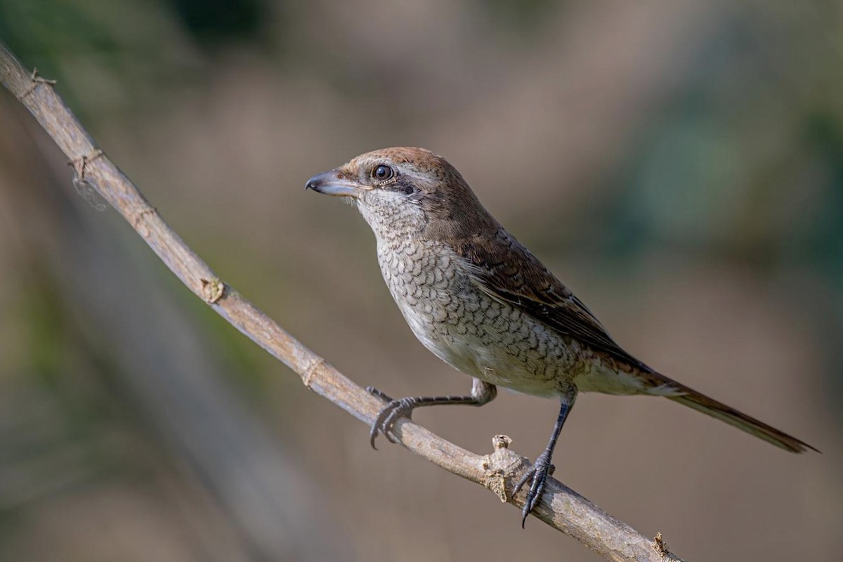 חנקן חום - ML275697391