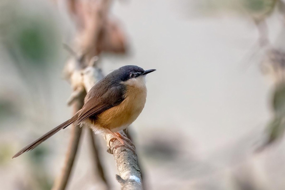 Prinia Cenicienta - ML275697641