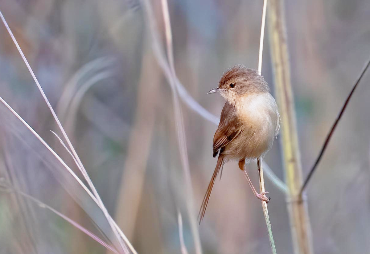 Prinia Sencilla - ML275697931