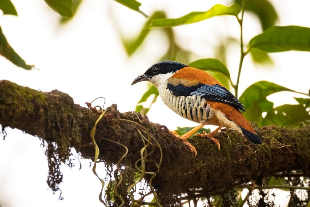 Himalayan Cutia - ML275698741