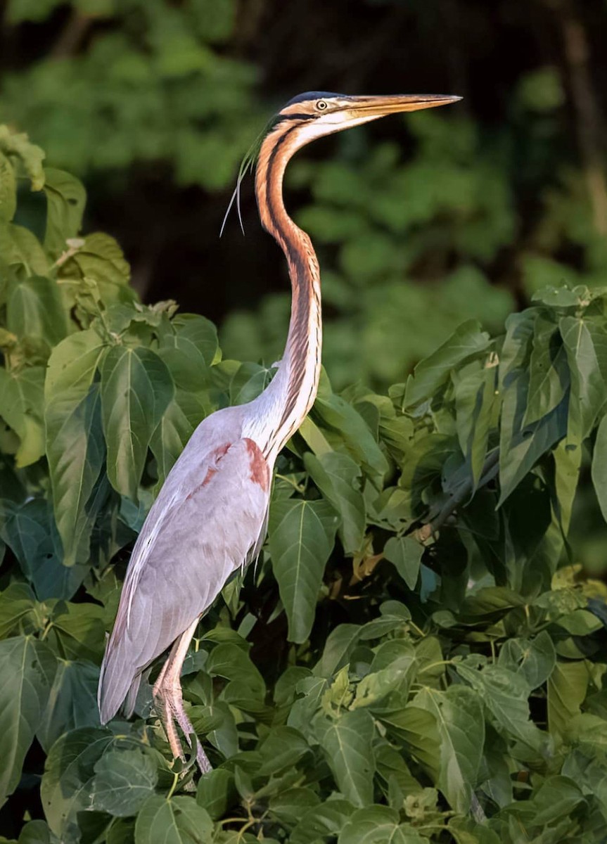 Purple Heron - ML275698771