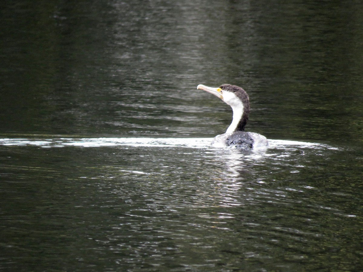 Pied Cormorant - ML275699121