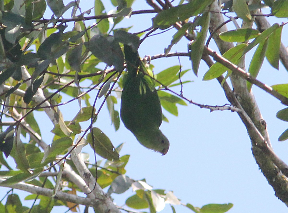 Singing Parrot - ML275700451