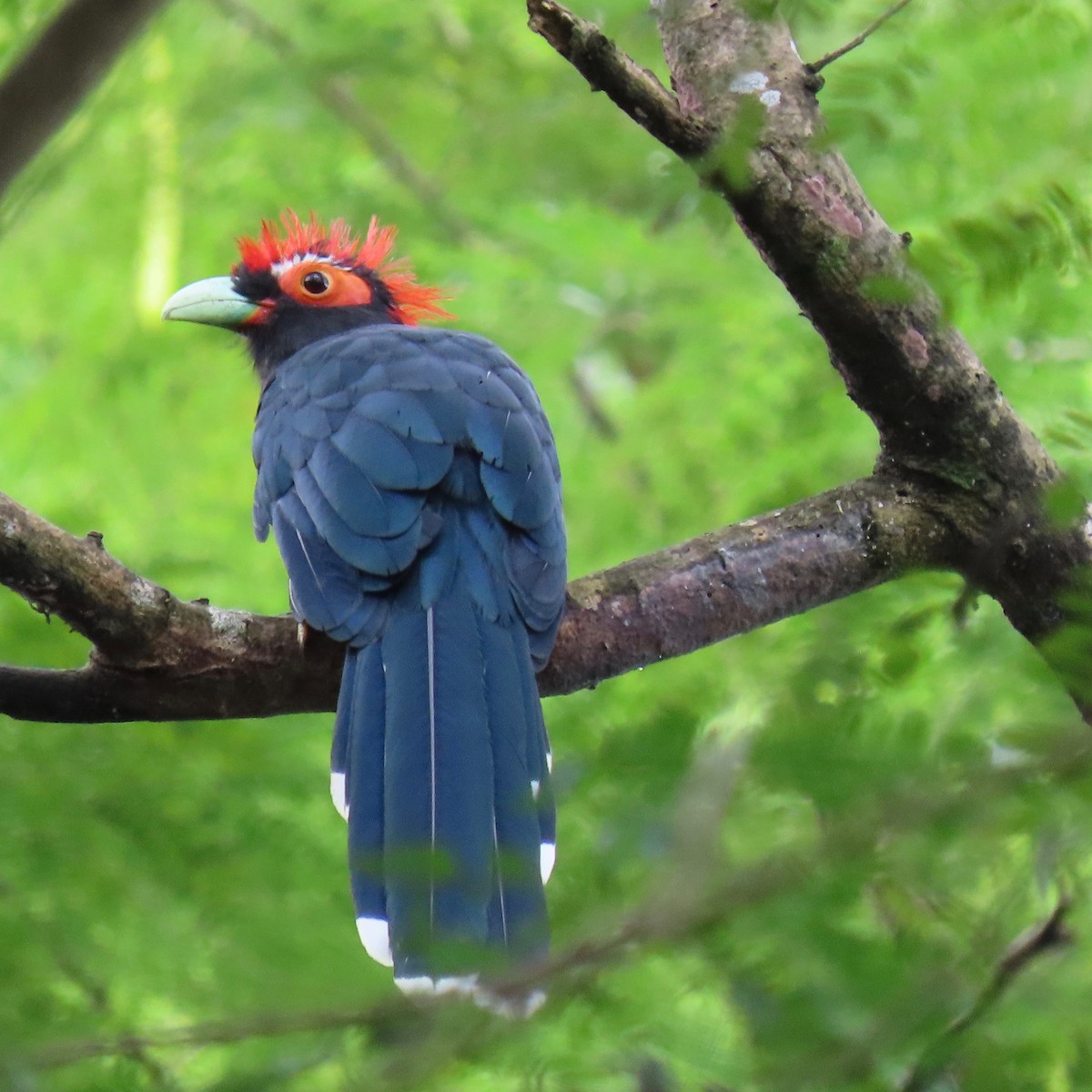 Red-crested Malkoha - ML275702151