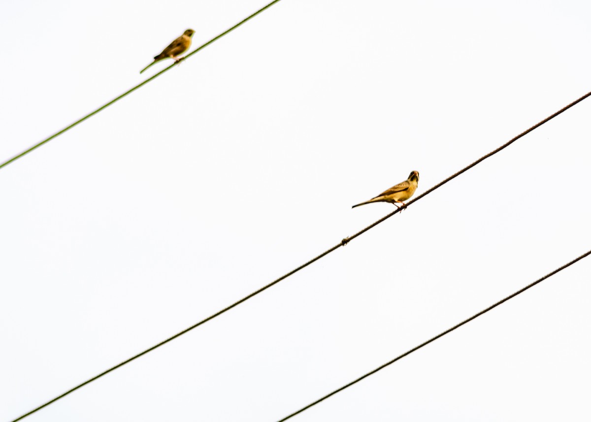 Gray-necked Bunting - ML275702741