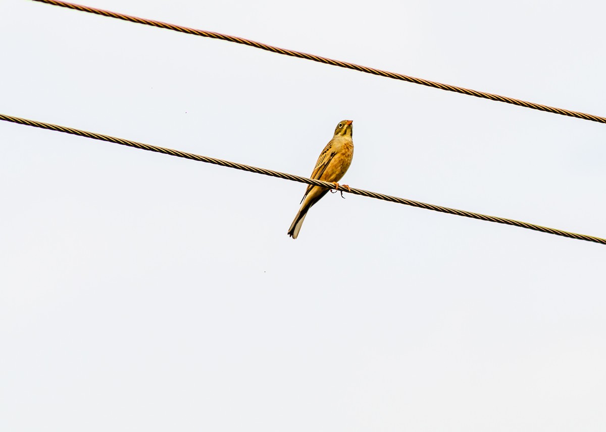 Gray-necked Bunting - ML275702751