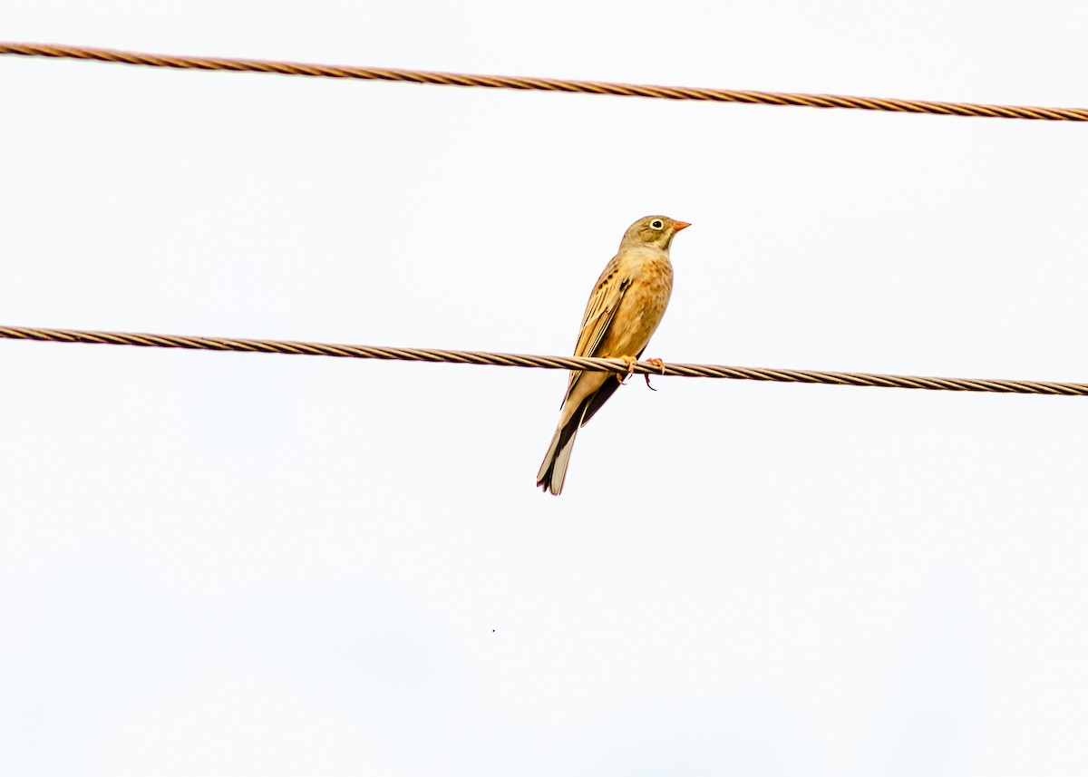 Gray-necked Bunting - ML275702801