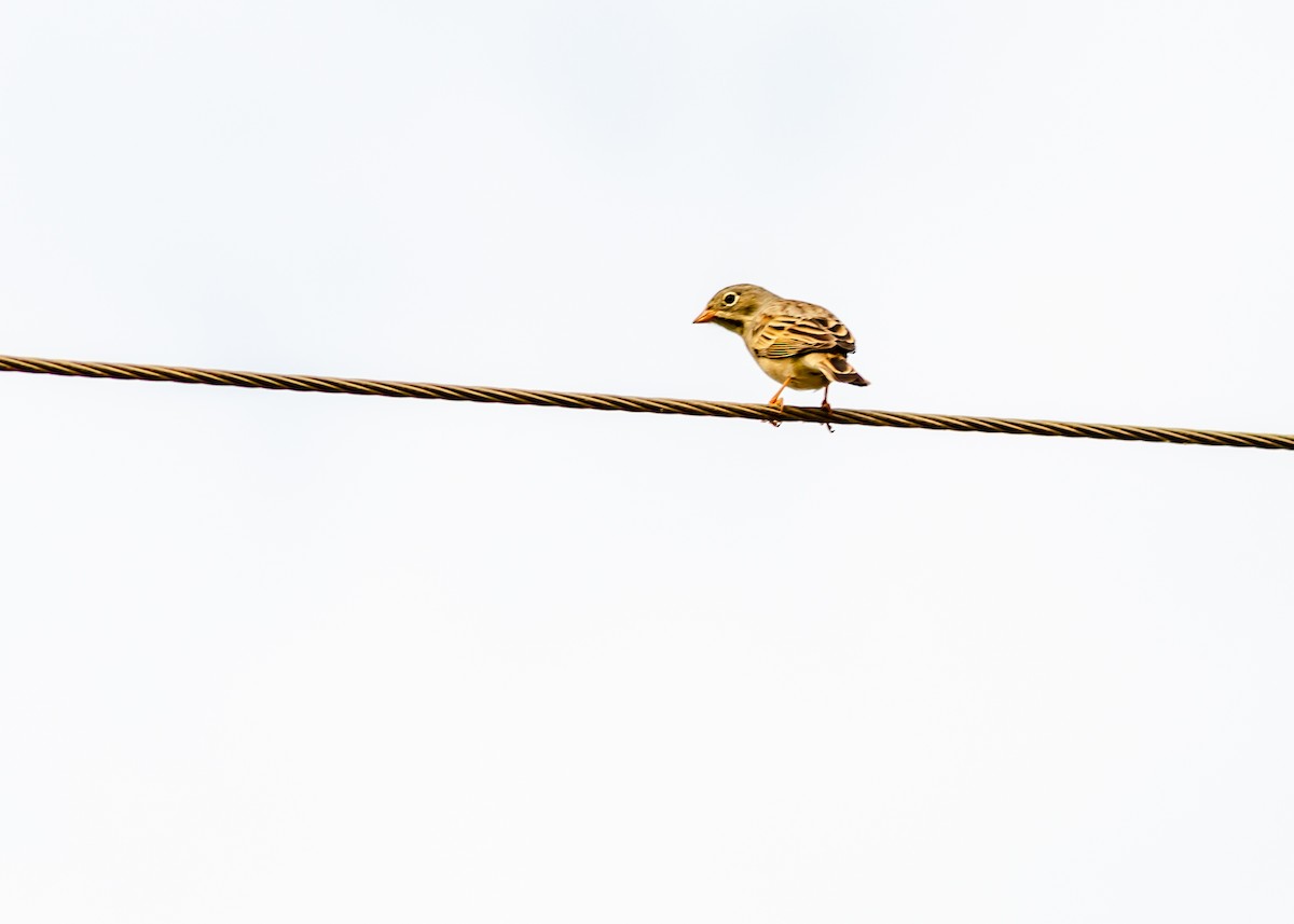 Gray-necked Bunting - ML275702811